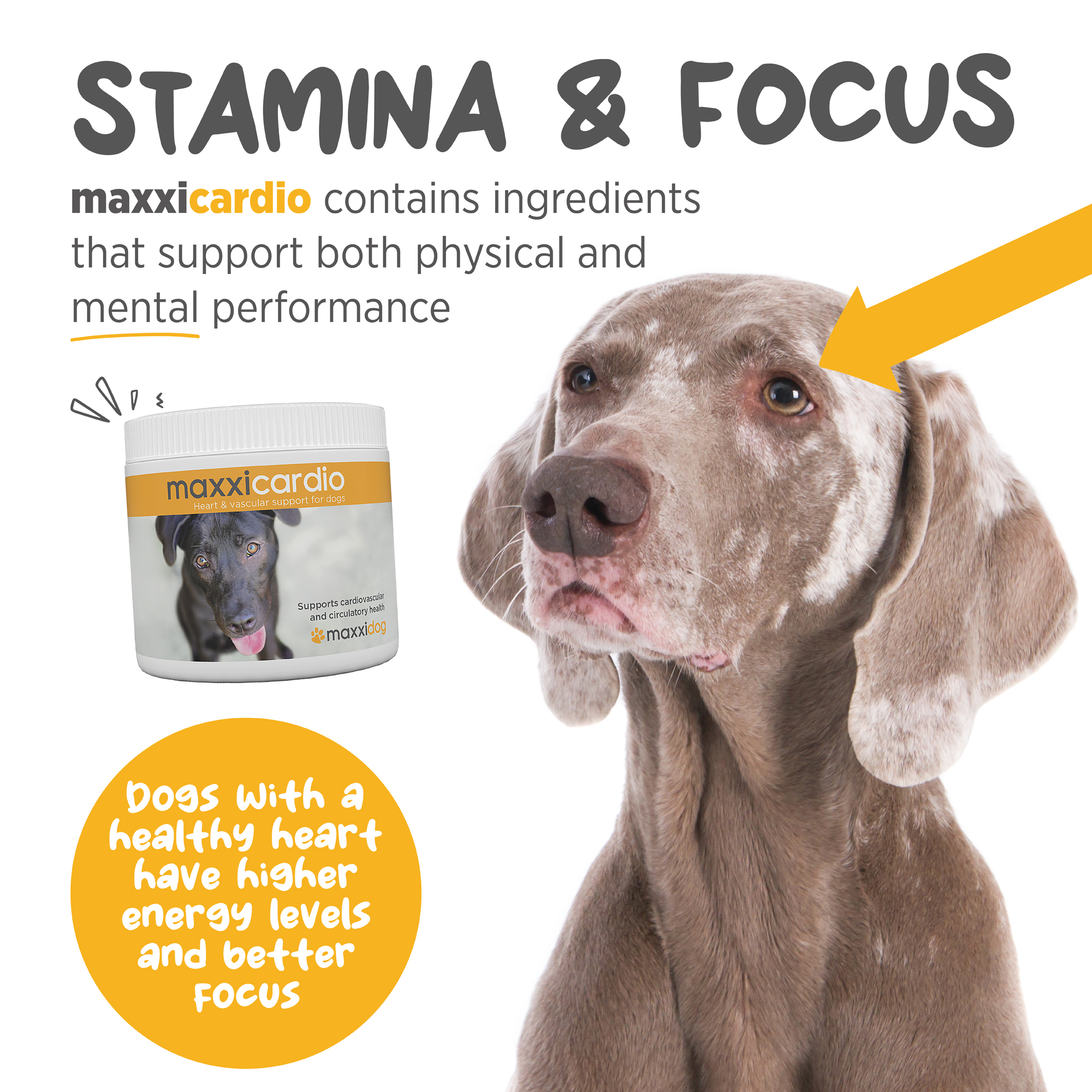 maxxicardio for sport dogs and working dogs