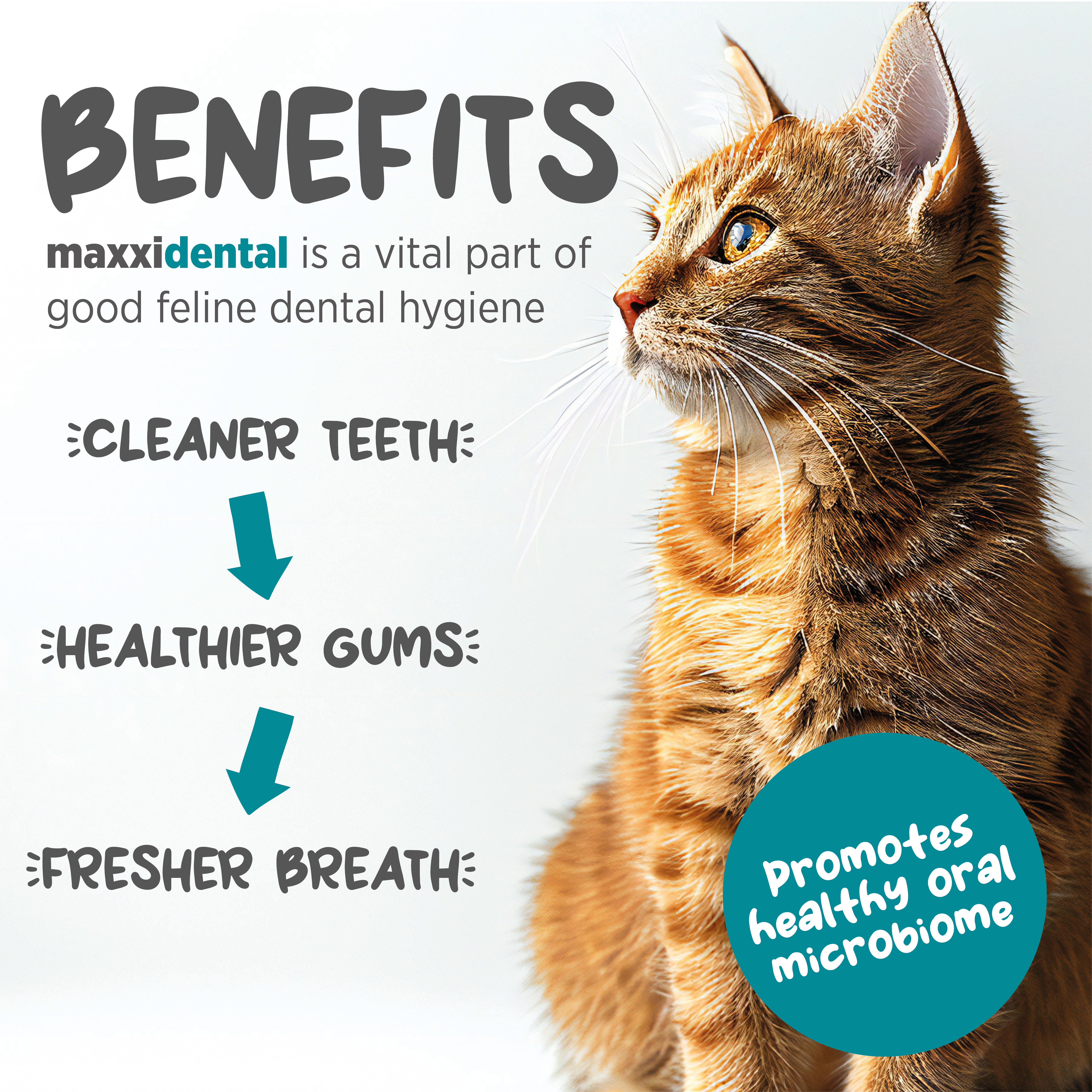 benefits of maxxidental for cats oral health