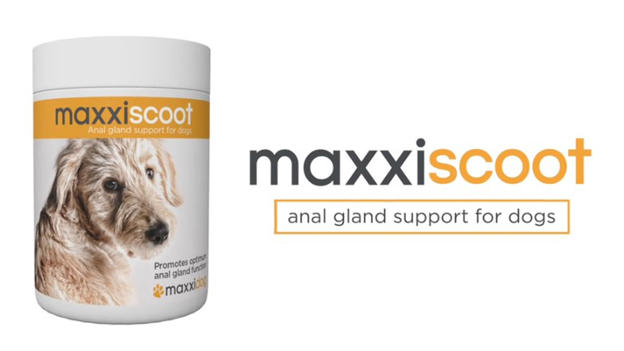 maxxiscoot for dog video