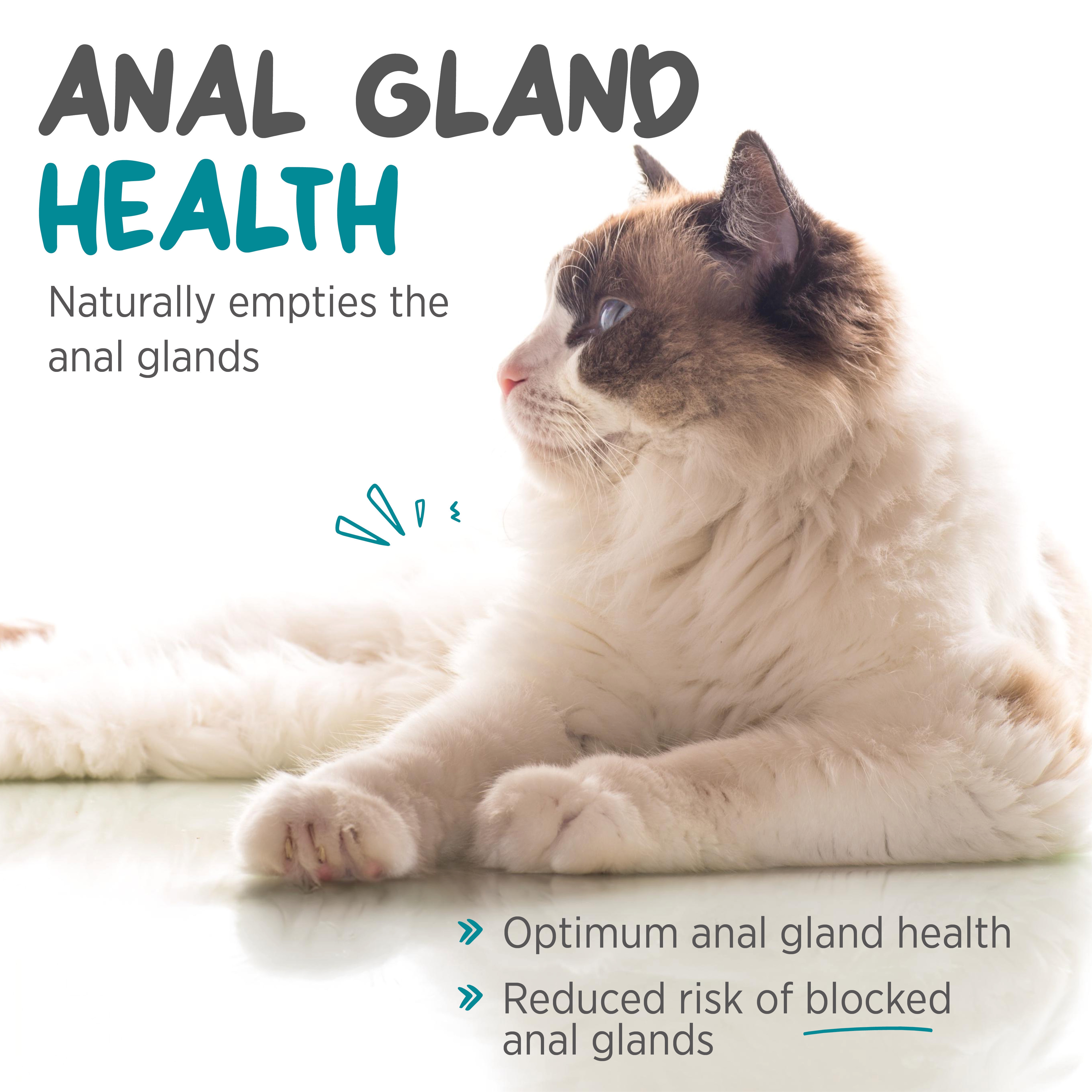 maxxiscoot anal gland health support for cats