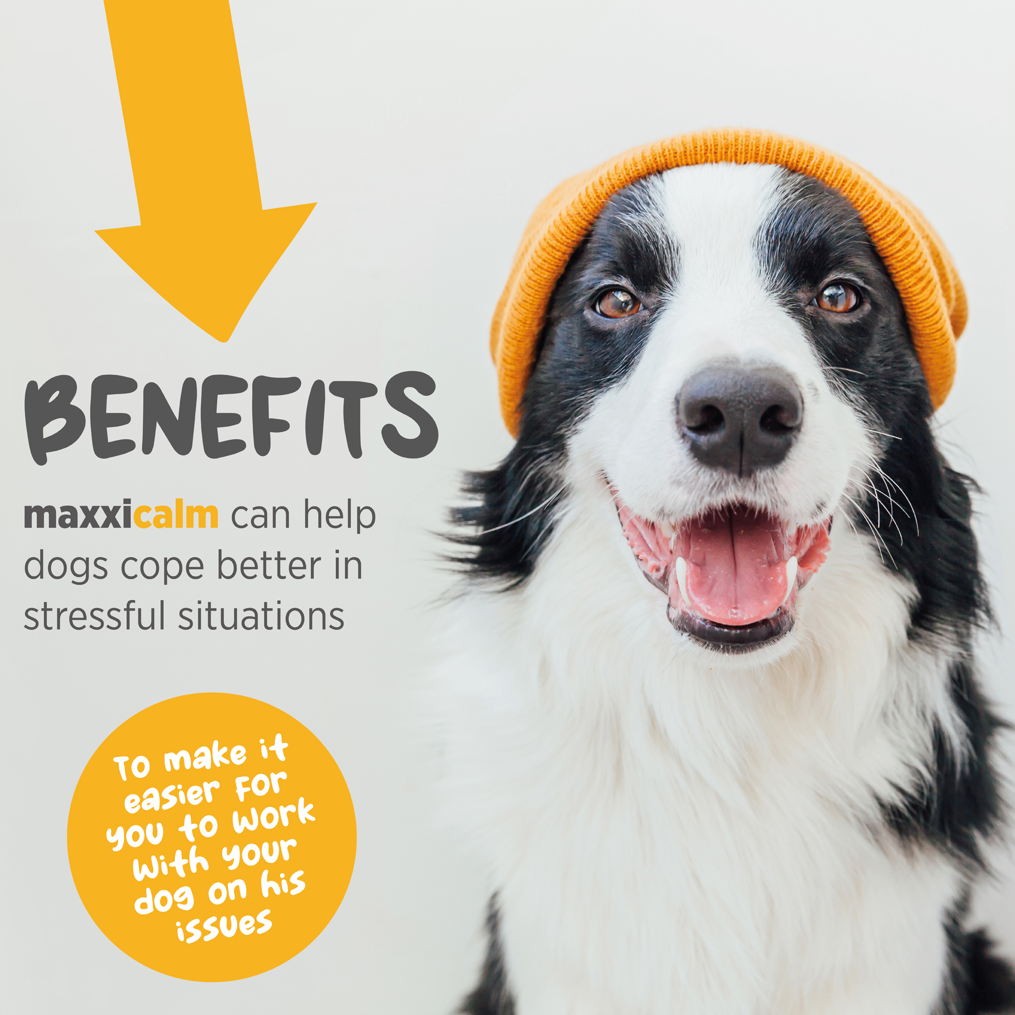 maxxicalm non drowsy calming aid for dogs